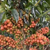 عکس مقاله قهوه اسپشیالیتی چیست و چرا ارزشمند است؟